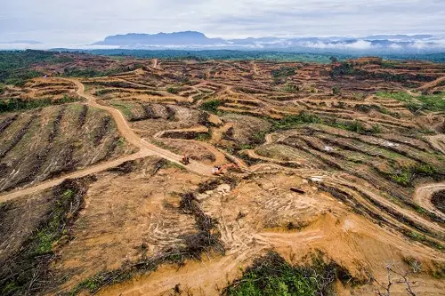 Salah satu dampak paling mencolok dari penambangan di Indonesia adalah deforestasi yang luas.